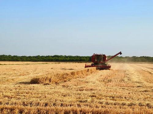 麦田 在线观看,在线观看，探寻心灵的田野之旅  第1张