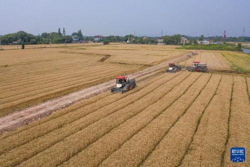 麦田 在线观看,在线观看，探寻心灵的田野之旅  第2张