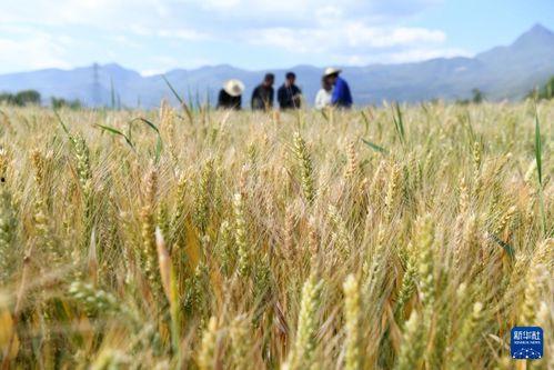 麦田 在线观看,在线观看，探寻心灵的田野之旅  第3张