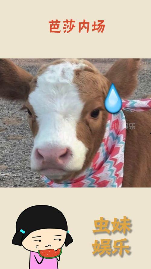 娱乐吃瓜酱网图,揭秘娱乐圈最新热点，带你领略明星幕后故事