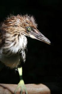 雏鸟 在线观看,在线观看萌动瞬间 第2张 雏鸟 在线观看,在线观看萌动瞬间 第2张